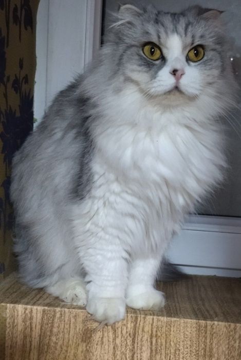 Продаётся шотландская вислоухая хайленд