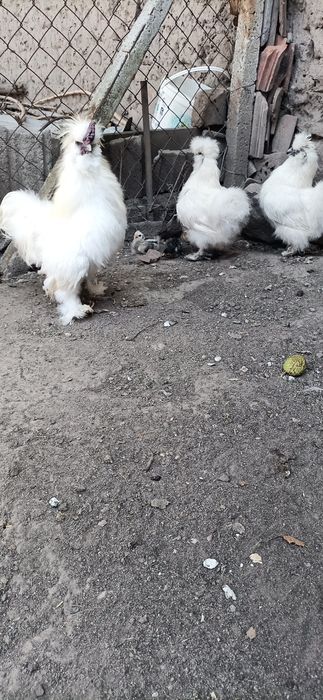 Продавам декоративни птици.