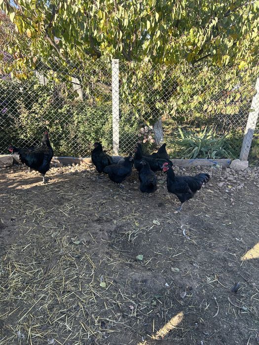 Vand puicuțe australorp negru.Linie adusă din Ungaria