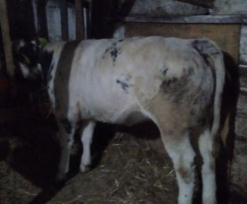 Vițea belgă de Vînzare