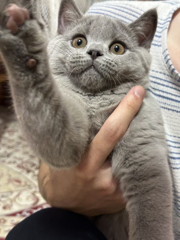 Продам котят , цена договорная