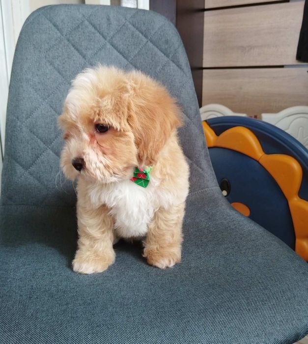 Shih-poo dogs/mini poodle