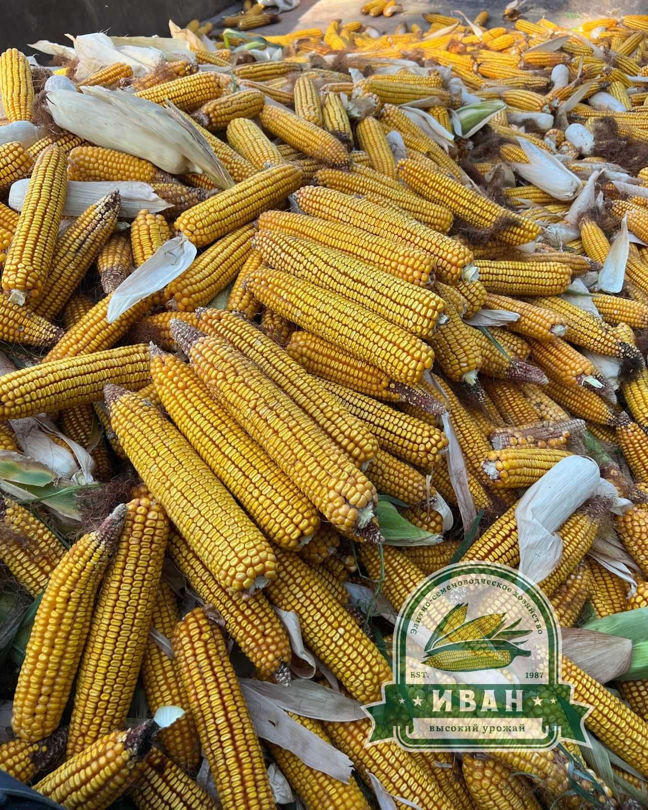 Семена кукурузы FAO 230 /Жүгері тұқымдары