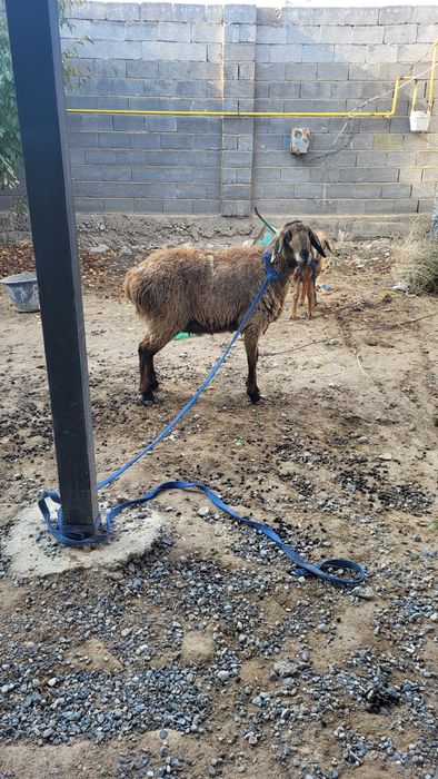 Қой сатылады 2 жасар