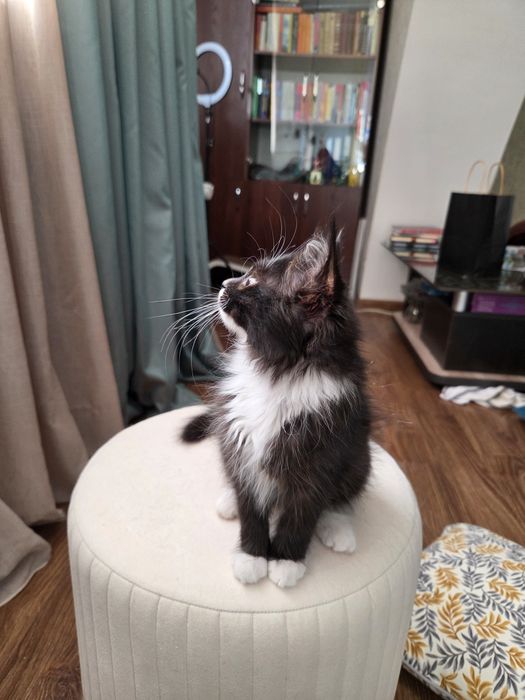 Отдам кошечку в добрые, любящие руки