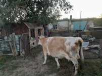 Продам 2 коровы стельные