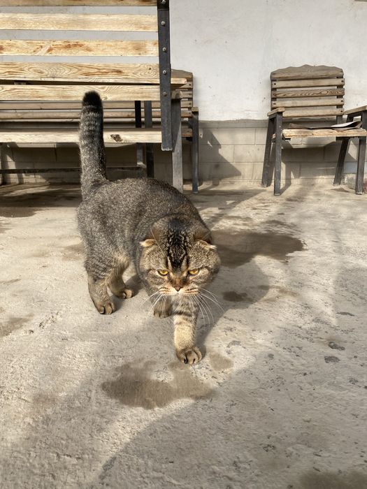 Британский шиншилла мальчик