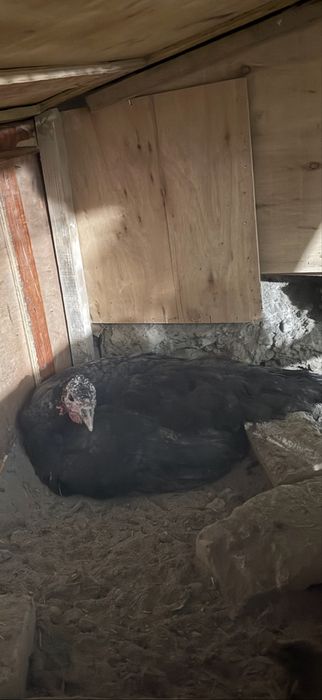 Курк курка сотилади