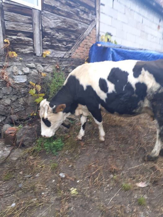Vând vaca ,mai multe detalii la tel