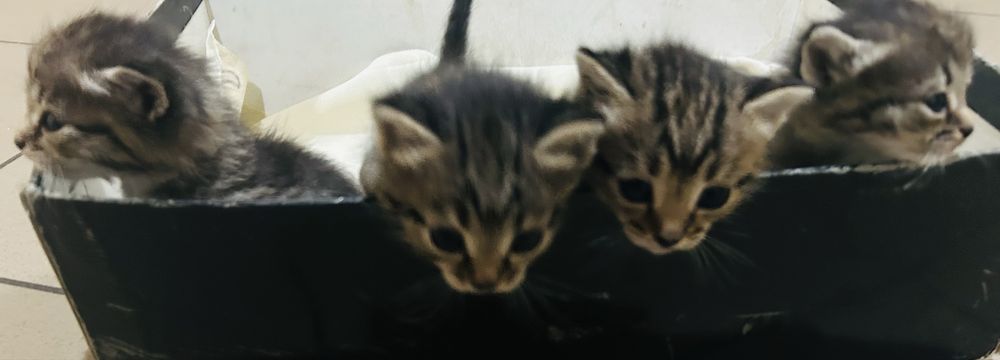 Отдам котят в добрые руки