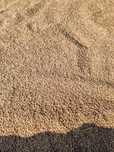 Vand triticale si orz de toamna