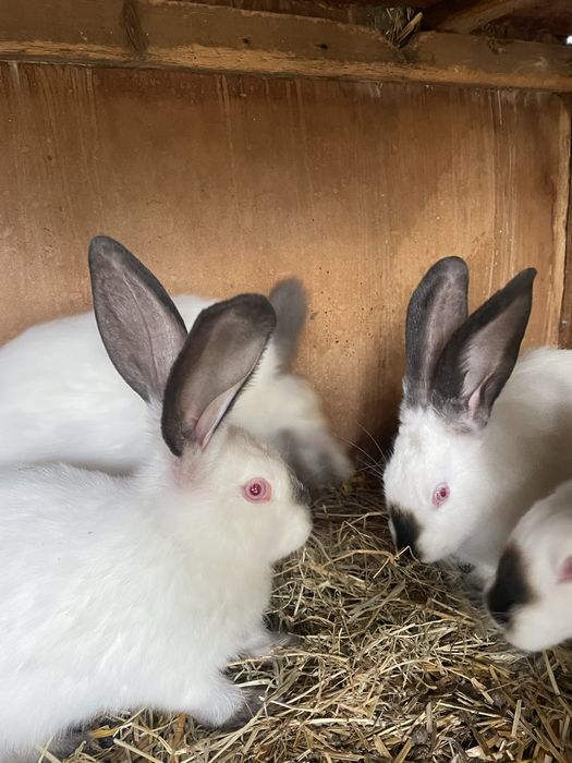 Iepuri Urias de Transilvania