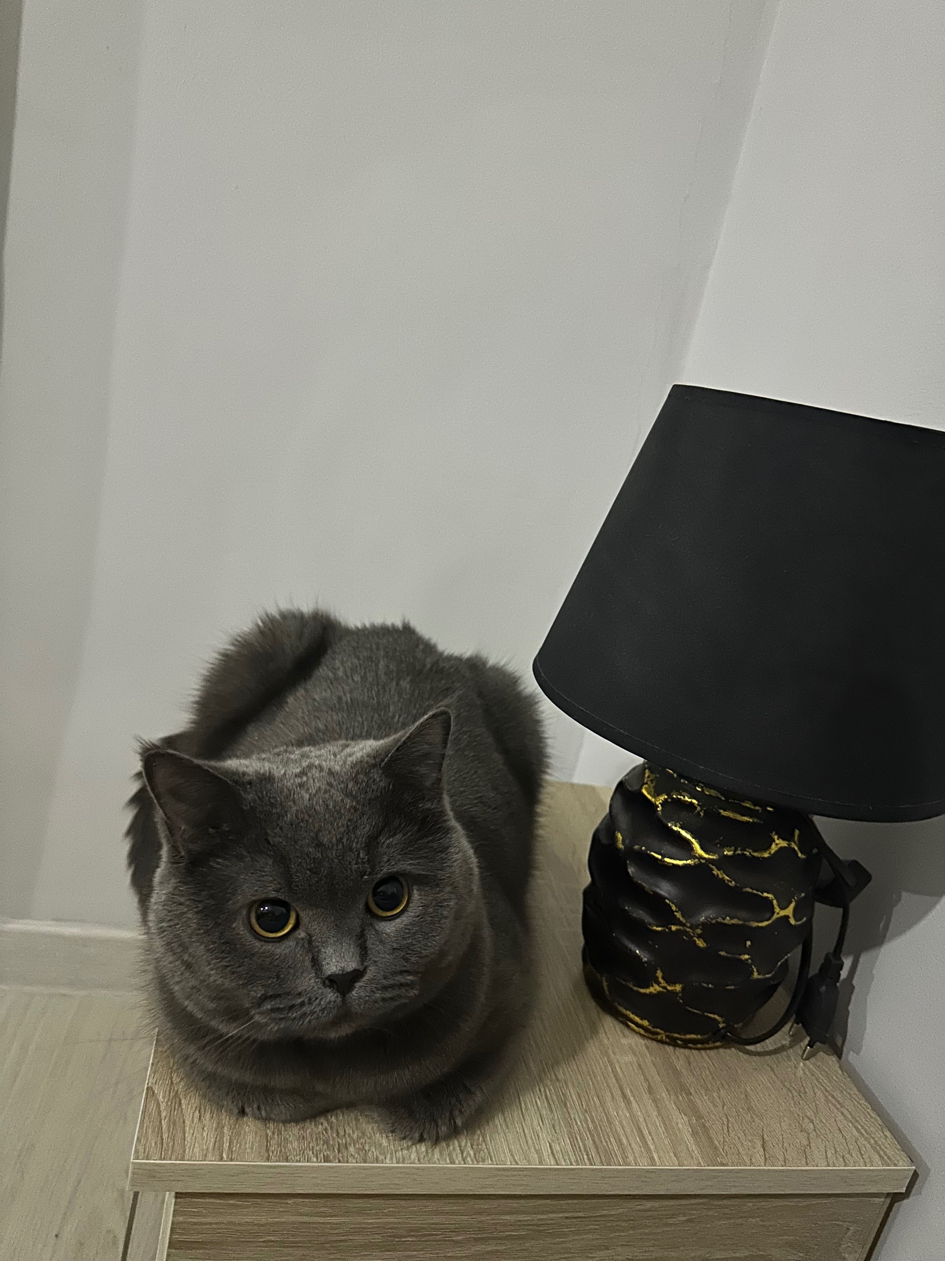 Продам британского кота срочно