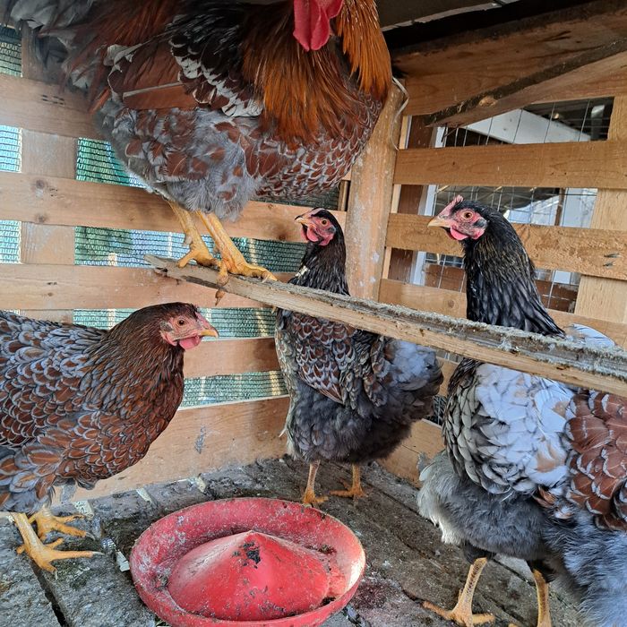 Brahma, Wyandotte, Alustrop