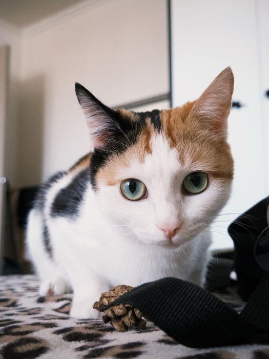 Отдам кошку в добрые руки