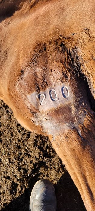 Таңба Азот Табро