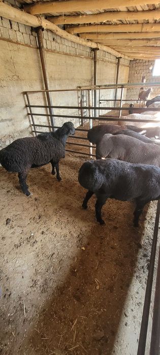 Кучкор сотилади кафтархона срочни