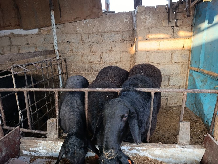 Zot va marosimlar uchun