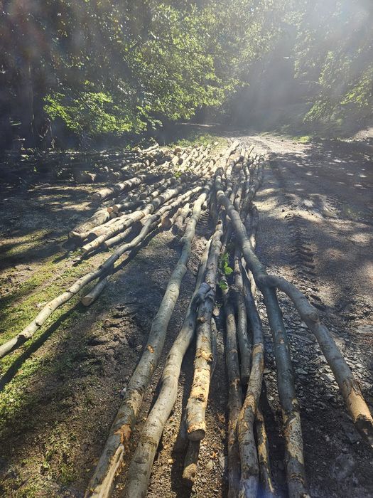 Lemn foc diferite esente cu transport inclus!