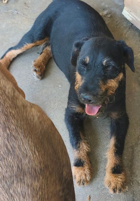 Câini pentru adoptie