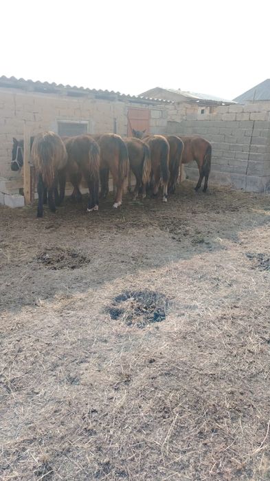 Тай, жылқы, жабағылы