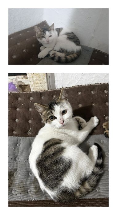 Отдам Котенка в Добрые руки