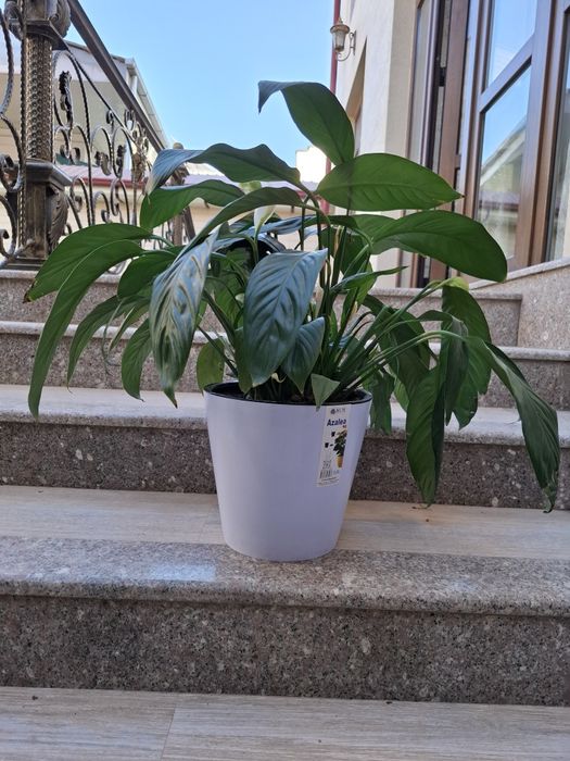 Цветок Спатифиллюм - Женское счастье