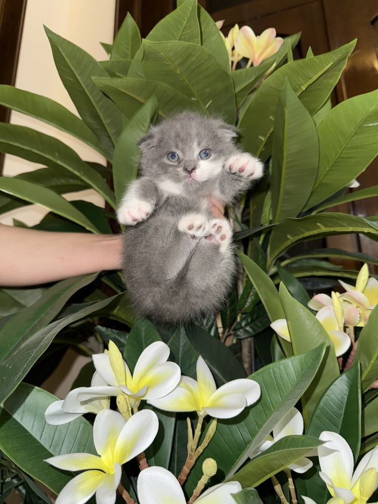 Скотиш фолд девочки
