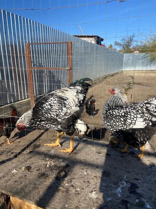 Pereche Wyandotte argintiu