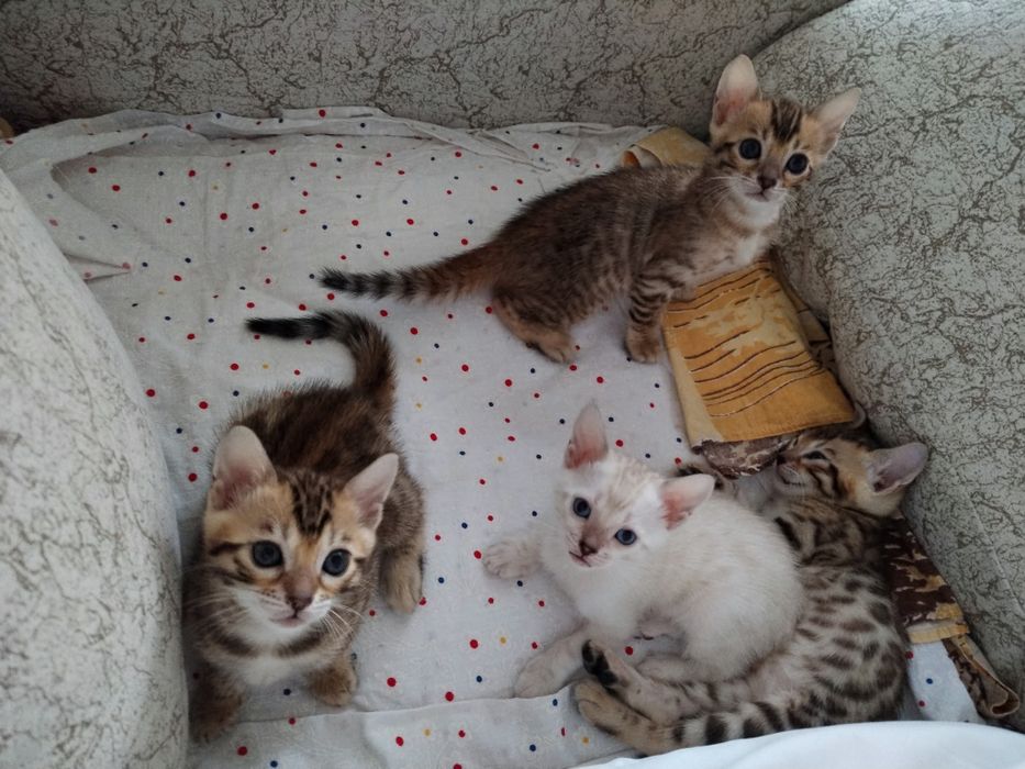 Готовятся к продаже котята бенгал