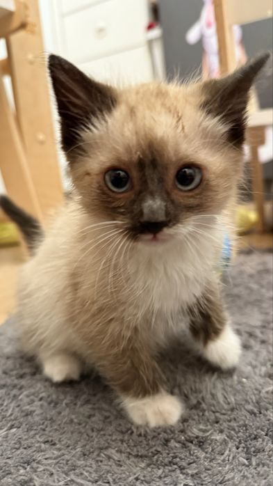 Котенок мальчик, 2 месяца