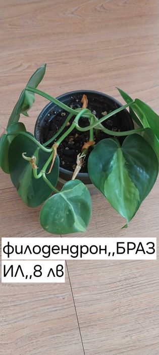 Стайни цветя в продажба