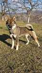 Mascul Shikoku Campion