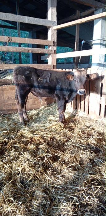 Vand vitel  mai multe info la nr de telefon