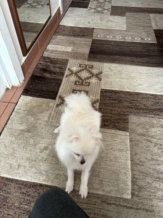 Pomeranian Mascul 8 luni