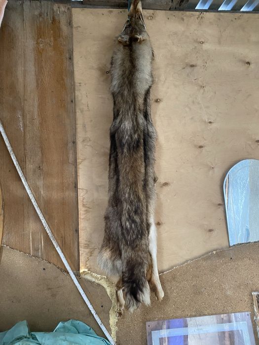 Продам волчью шкуру в идеальном состоянии