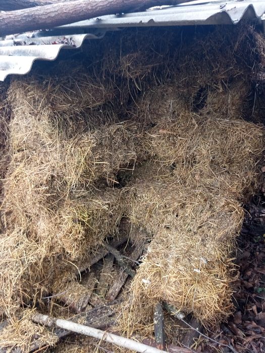 vând baloți lucernă