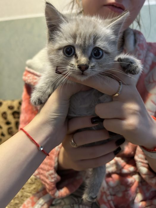 отдам бесплатно котенка