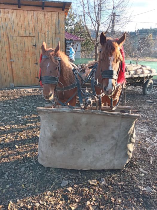 Cai de vânzare Lunca Ilvei 3500