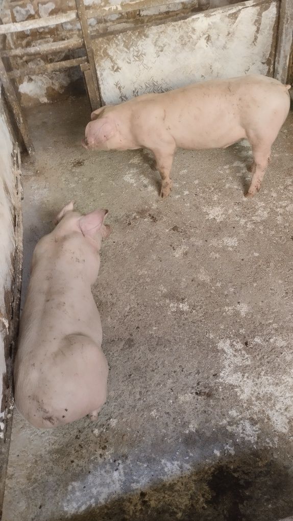 Продавам 12 бр.Прасета българска  бяла.Мъжките са скопени.