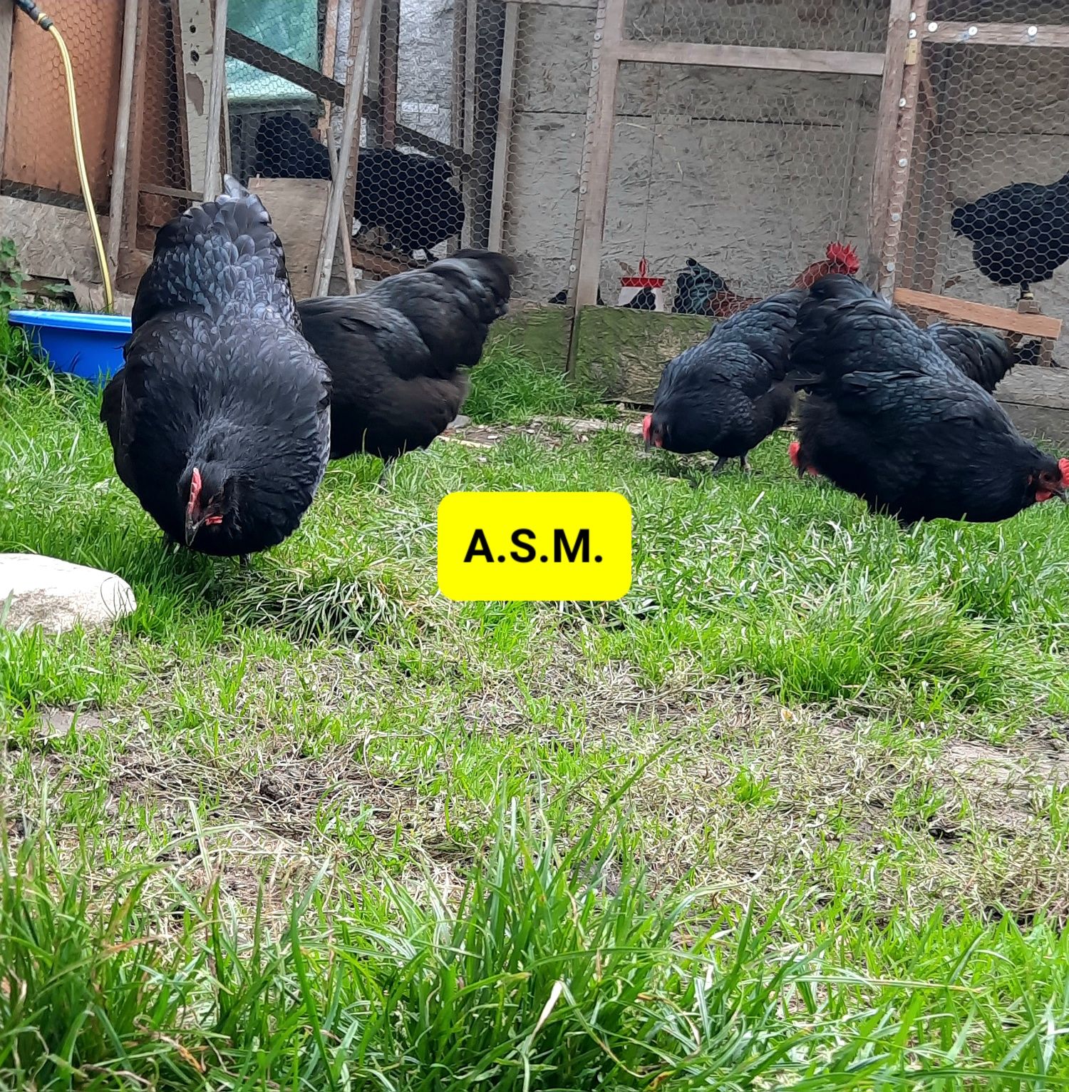 Pui din rasa Australorp Negru și Marans