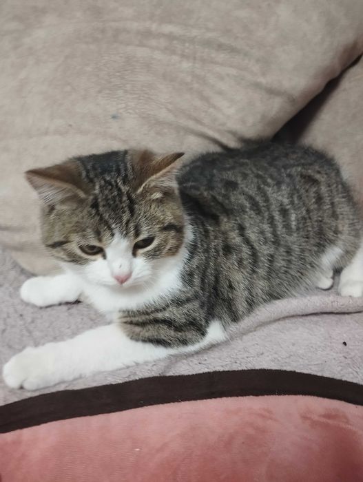 кошечка в добрые руки