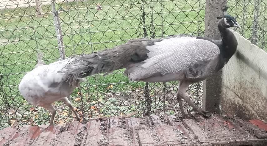 Тригодишни пауни