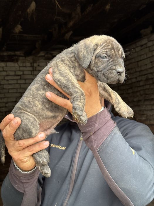 Продавам чистокръвни Кане Корсо