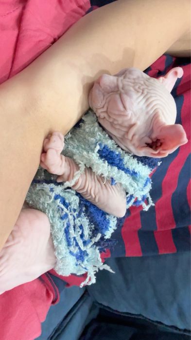 Котенок сфинкса со всеми небходимыми вещами