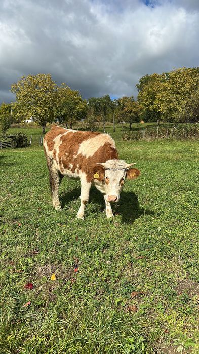 Juninca bălțată românească