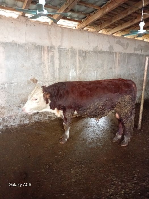 Greenford buqalari  400KG
