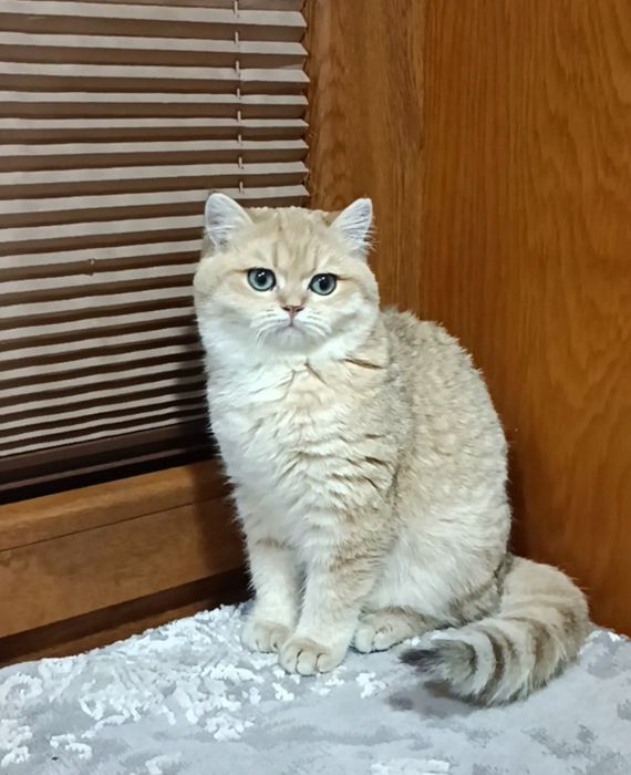 Продаются девочки британки ny11