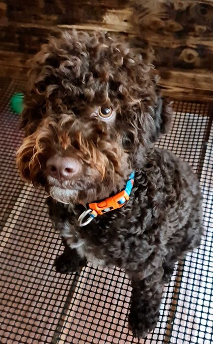 Лагото Романьоло - The Best breed ever