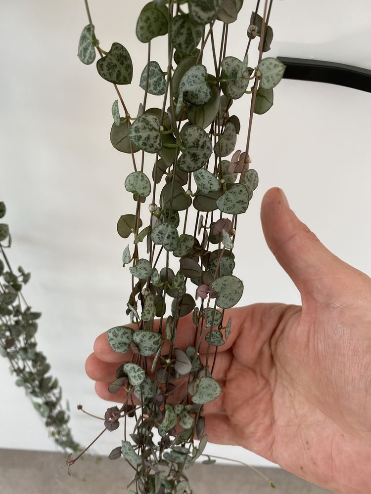 Siragul Inimilor - String of Hearts, Ceropegia Woodii